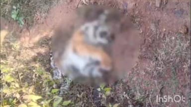 बिछिया: पूर्व सामान्य वन मंडल की अंजनिया बीट में मिला बाघ का शव, विभाग में हड़कंप