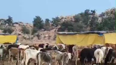 टेहरोली: भड़रा में गौशाला ग्राम प्रधान एवं संचालक पर मनमानी के आरोप के बाद कार्यवाही के निर्देश से मचा हड़कंप