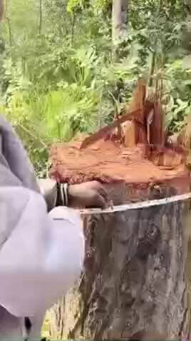 गुरु घासीदास राष्ट्रीय उद्यान में वन विभाग हुआ सक्रिय