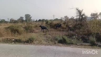 हरोली के जंगलों से नीलगाय सड़कों आबादियों की ओर रुख कर रही हैं, जिसका एक कारण जंगल में तेंदुओं की भारी संख्या भी है #