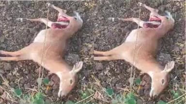 मनोरा: गव्हा शिवारात बिबट्याने केली रोहीच्या (निलगाय) पिल्लाची शिकार!