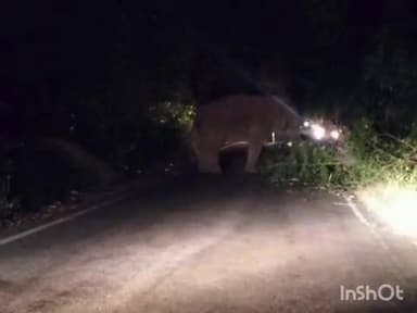 ಮೂಡಿಗೆರೆ: ಚಾರ್ಮಾಡಿ ಘಾಟಿಯಲ್ಲಿ ರಸ್ತೆಗೆ ಅಡ್ಡ ನಿಂತ ಕಾಡಾನೆ, ಗಂಟೆಗಟ್ಟಲೆ ಟ್ರಾಫಿಕ್ ಜಾಮ್.!