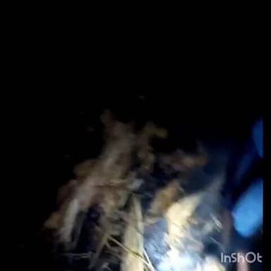 नाला: नाला पंचायत के नतुनडी गांव में मानिक राय के खलिहान में आग, ₹50000 का धान जलकर राख