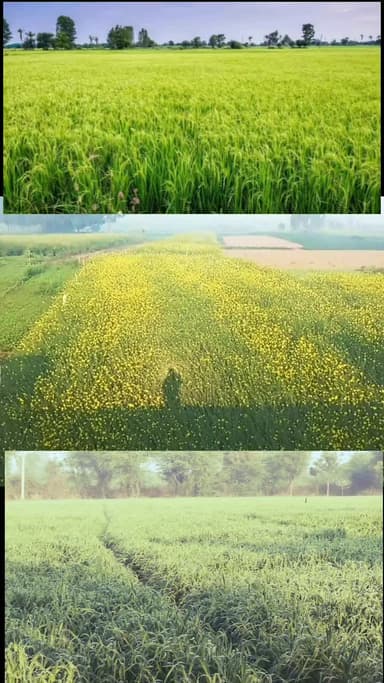 बांगरमऊ: बांगरमऊ में धूप से फूल वाली फसलों को मिली संजीवनी, ठंड और कोहरे से परेशान किसानों के चेहरे खिले