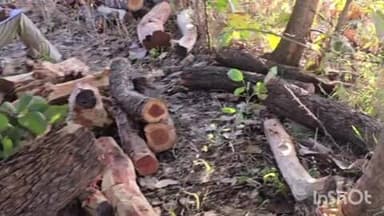 जैतपुर: बुढार में फर्जी टीपी से लकड़ी तस्करी का पर्दाफाश, लाखों की सागौन जब्त