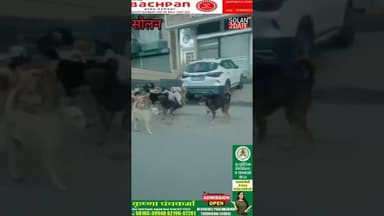 सोलन, झुंड में तो कुत्ते चलते हैं, क्या कहेंगे आप, #solan #dog #solan #himachal