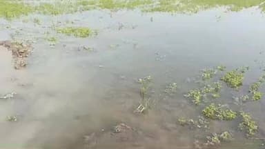 पीपलदा: इटावा ब्रांच केनाल की गेता वितरिका का रामपुरिया माइनर ओवरफ्लो होकर खेतों में पानी भरने से फसलों को हुआ नुकसान