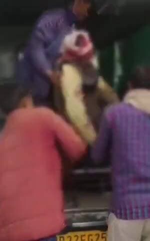 लखीमपुर खीरी के निघासन ठेकेरवा मार्ग पर गोपाल जी लॉन के पास हुआ हादसा, नशे में युवक ने बगोड़ी से किया हमला,