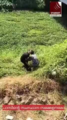 ആലപ്പുഴയിൽ മലമ്പാമ്പ് കൂട്ടത്തോടെ എത്തി