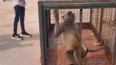 ખંભાત: વાસણા સીમવિસ્તારમાં કપિરાજનો આતંક: ૩ લોકોને બચકા ભરી લોહીલુહાણ કર્યા, વન વિભાગે રેસ્ક્યુ કરી પાંજરે પૂર્યો