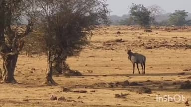 बटियागढ़: फतेहपुर क्षेत्र में नीलगायों से परेशान किसान, वन्य जीवों के वीडियो आए सामने
