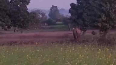 सतबरवा: पलामू टाइगर रिजर्व: दो जंगली हाथियों का आतंक, चेतमा में फसल रौंदी, NH-39 पर दहशत