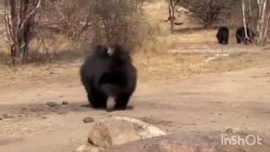 कुम्भलगढ़: कुंभलगढ़ के जंगलों में शावकों को पीठ पर लादकर सैर पर निकली 'मम्मा भालू', ममता का अनोखा रूप