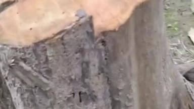 बाजपुर: प्रतिबंधित जंगल में सागौन की खुलेआम कटाई, वन विभाग की लापरवाही हुई उजागर