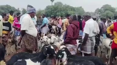 எட்டயபுரம்: எட்டையாபுரம் ஆட்டு சந்தையில் பொங்கல் திருவிழாவை முன்னிட்டு 9 கோடிக்கு விற்பனையான ஆடுகள்