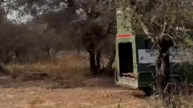 हिण्डोली: मुकुंदरा हिल्स में दहाड़े की रणथम्भौर के सुल्तान की दहाड़, किया गया शिफ्ट