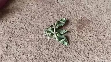 ପଟ୍ଟାଙ୍ଗୀ: ହିକିମପୁଟରେ ଦେଖିବାକୁ ମିଳିଛି ଏକ ଭିନ୍ନ ପ୍ରଜାତିର ପ୍ରଜାପତି,ଭୟ ଭିତ ମଧ୍ୟରେ ଆନନ୍ଦ