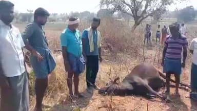 ಗುಂಡ್ಲುಪೇಟೆ: ಬರಗಿಯಲ್ಲಿ ಹಾಡಹಗಲೇ ಹುಲಿ ದಾಳಿಗೆ ಹಸು ಬಲಿ- ರೈತರ ಆಕ್ರೋಶ