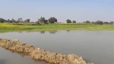 पटियाली: माइनर की खंदी कटने से लोंगपुर सहित अन्य गांवों में तबाही, तीन गांवों की कई बीघा फसल जलमग्न