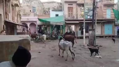 मूंडवा: मूंडवा में आए दिन होती है गोवंशों की लड़ाई, कभी भी हो सकती है जनहानि