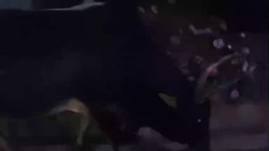 बारा: गौहनिया क्षेत्र में आवारा पशुओं के आतंक से ग्रामीणों में दहशत का माहौल