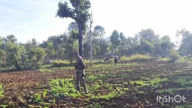 बरियातु: बालुभांग पंचायत के गांवों में 30 एकड़ में लगी अफीम की खेती नष्ट की गई