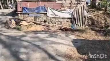 പത്തനാപുരം: പുന്നലയിൽ പശുക്കിടാവിനെ പുലി ഭക്ഷിച്ചു