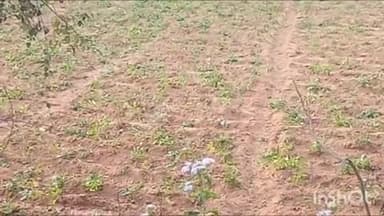 पोड़ैयाहाट: गिरते तापमान और घने कोहरे से पोड़ैयाहाट प्रखंड में लाल आलू की फसल हो रही है खराब