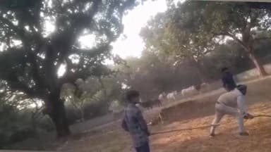 खागा: अकबरपुर चौराई गांव में नगर पंचायत की टीम ने अन्ना मवेशियों को पकड़कर गौशाला पहुंचाया, लाठियों से मारने का वीडियो वायरल