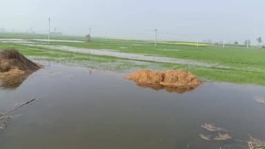 सरैया: शिउरी गोपीनाथपुर में नहर के पानी से 15 एकड़ रबी की फसल जलमग्न, फसल बर्बाद होने की चिंता