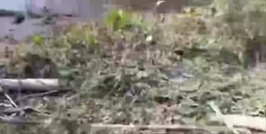 अमरिया: X पोस्ट पर वीडियो हुआ वायरल, थाना अमरिया क्षेत्र में सिंचाई विभाग की जमीन किनारे पेड़ों की कटान