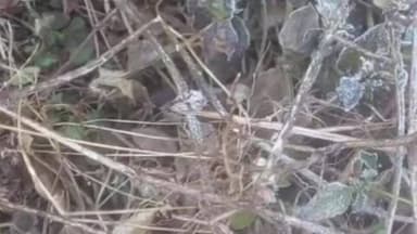 ତେଲକୋଇ: କେନ୍ଦୁଝର ରେ ତୁସାର ପାତ ,ଆଜି ସକାଳୁ ସକାଳୁ କାଞ୍ଜିପାଣି ର ବିଭିନ୍ନ ଅଞ୍ଚଳ ରେ ତୁସାର ପାତ