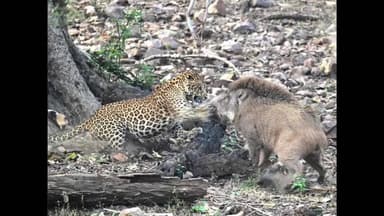 सवाई माधोपुर: सवाई माधोपुर रणथंबोर जॉन नंबर 9 में शिकार पर टकराव: लेपर्ड और जंगली सूअर के बीच 10 मिनट तक चली जबरदस्त भिड़ंत
