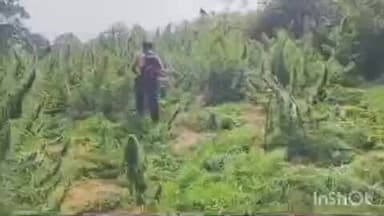 ବାଲିଗୁଡା: ସାରଙ୍ଗଗଡ ଥାନା ଅଞ୍ଚଳ ର ଏକର ଏକର ଜମିରେ ଲଗାଯାଇଥିବା ଗଞ୍ଜେଇ ଗଛ କୁ ନଷ୍ଟ କଲା ପୋଲିସ