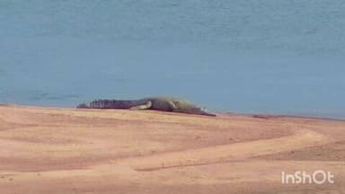 କଟକ ପୌରାଞ୍ଚଳ: କଟକ ମହାନଦୀରେ କୁମ୍ଭୀର ଆତଙ୍କ, ନଦୀରେ ଗାଧୋଇବା ଉପରେ କଟକଣା