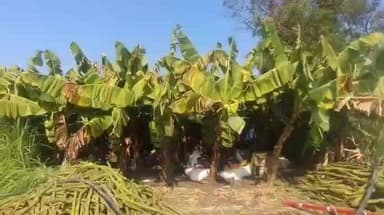 जळगाव जामोद: सावरगाव ची केळी थेट इराणला एक्सपोर्ट! युवा शेतकरी अंकित दाभाडे यांच्यामुळे गावाचे नाव पोहोचले साता समुद्रापार