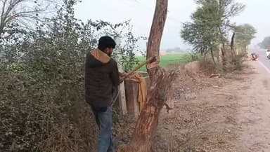 कटते पेड़, कैसे सफ़ल होगा पर्यावरण बचाओ