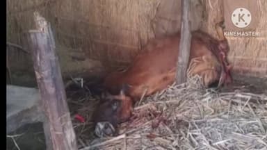 बगहा: बगहा में बाघ ने गाय को बनाया शिकार