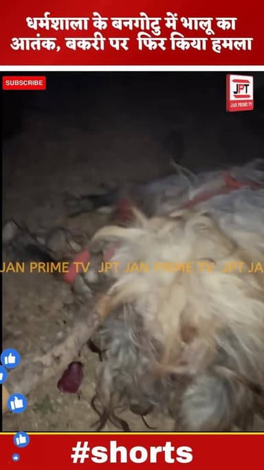 धर्मशाला के इंद्रुनाग और टाहु चौला में रीछ का खौफ
सिर्फ 48 घंटे में 3 बकरियों को बनाया शिकार
शाम होते ही घरों में कैद ...