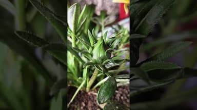 कुंकुम कुटुम