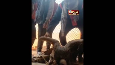 मिर्ज़ापुर ठंड के कारण उड़ान भरते समय एक गरुड़ पक्षी गांव में जा गिरा #vairalvideo