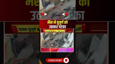 रायपुर में भैंस ने बुजुर्ग को उठाकर पटका। #raipurviralvideo #raipurnews #viralshorts #viralvideo