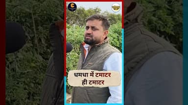 #durg #dhamdha में टमाटर ही टमाटर #chhattisgarh #latestnews #news #live