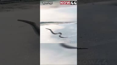 सुल्तानपुर में पर्यावरण पार्क के पाश अज़गर निकलने से दहशत #now44news #breaking #ytshorts #sultanpur