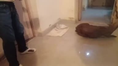 ಬಾಗೇಪಲ್ಲಿ: ನಾಯಿಗಳ ದಾಳಿಯಿಂದ ಜಿಂಕೆಯನ್ನು ರಕ್ಷಿಸಿದ ಗ್ರಾಮಸ್ಥರು ನಂತರ ಅರಣ್ಯ ಅಧಿಕಾರಿಗಳಿಗೆ ಒಪ್ಪಿಸಿದರು