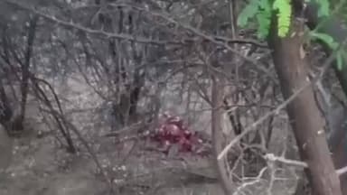 अंजड़: ग्राम बड़दा में तेंदुए का आतंक, पशुबाड़े में बंधे गौवंश को बनाया निवाला, पशुपालकों में डर