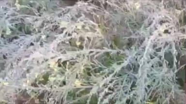 नांगल चौधरी: नारनौल और नांगल चौधरी में भीषण ठंड का कहर, फसलों और वाहनों पर जमी बर्फ