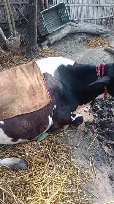 पशुपालन ग्वालपाड़ा प्रखंड सुखासन पंचायत मधेपुरा बिहार #2026#videos #viral#ManishBihari3059@manish01063