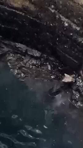 खिलचीपुर: दो दिन से कुएं में गिरे भेड़िये का रेस्क्यू, वन विभाग की टीम ने सुरक्षित जंगल में छोड़ा