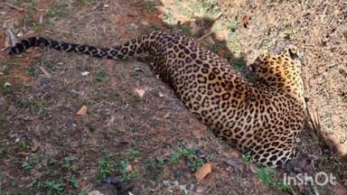 ಹೊಸನಗರ: ಯಡೂರು ಬಳಿ ಚಿರತೆ ಮೃತ ದೇಹ ಪತ್ತೆ